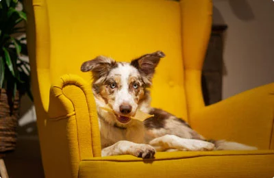 อร่อยสัตว์ โซจู เพ็ท ช็อป