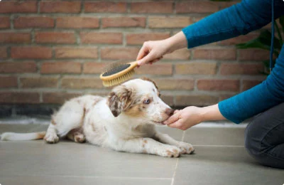 อร่อยสัตว์ โซจู เพ็ท ช็อป