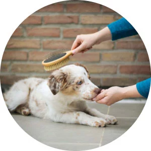 อร่อยสัตว์ โซจู เพ็ท ช็อป