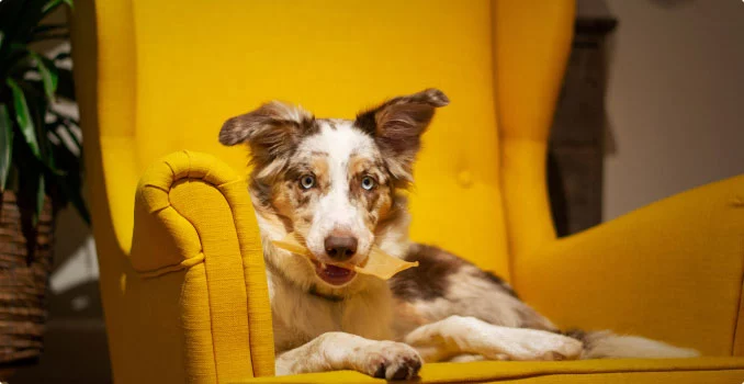 อร่อยสัตว์ โซจู เพ็ท ช็อป