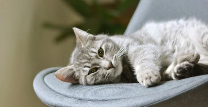 อร่อยสัตว์ โซจู เพ็ท ช็อป