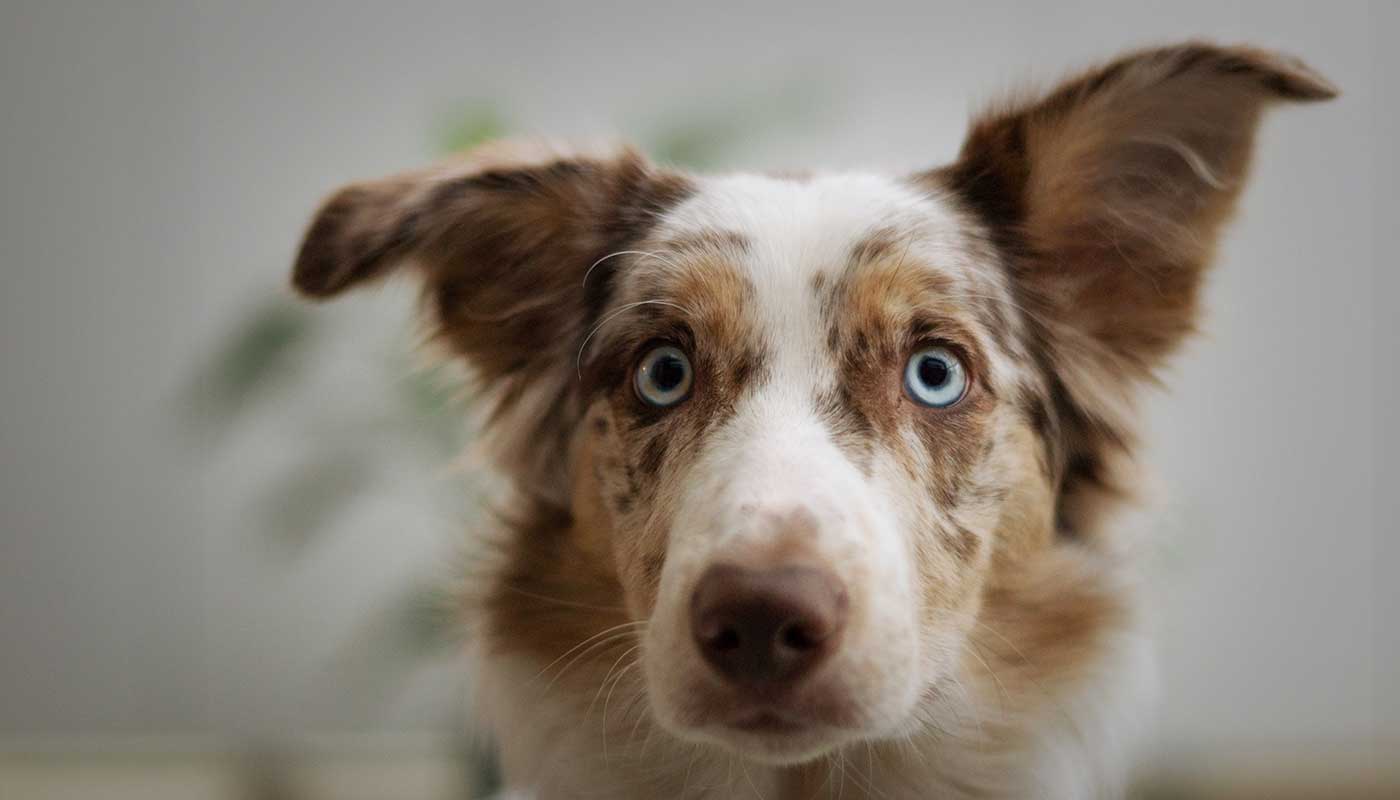 อร่อยสัตว์ โซจู เพ็ท ช็อป