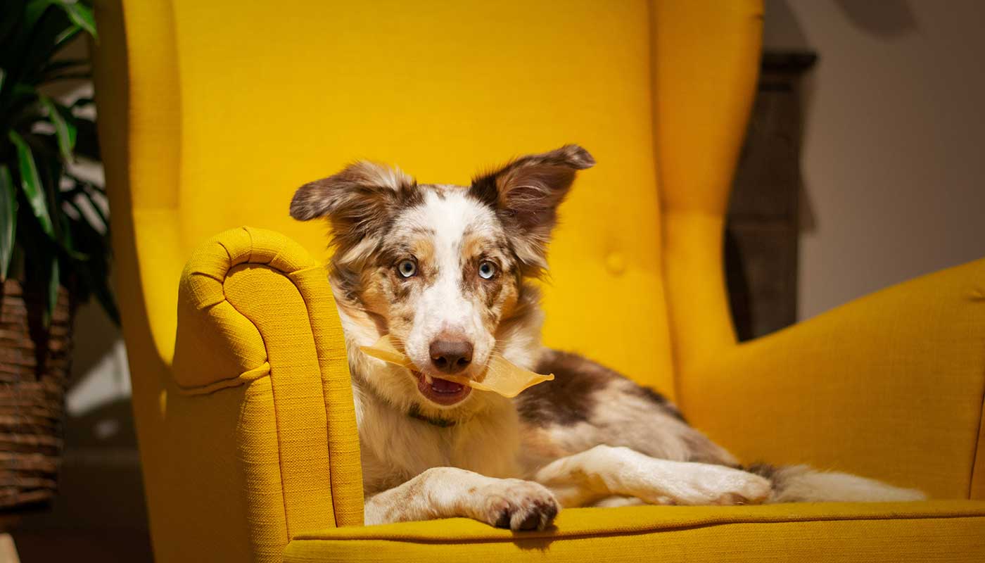 อร่อยสัตว์ โซจู เพ็ท ช็อป