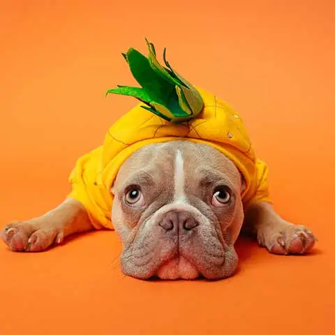 อร่อยสัตว์ โซจู เพ็ท ช็อป