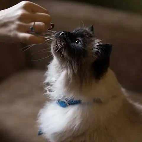 อร่อยสัตว์ โซจู เพ็ท ช็อป