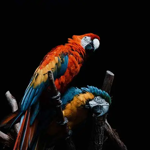 อร่อยสัตว์ โซจู เพ็ท ช็อป