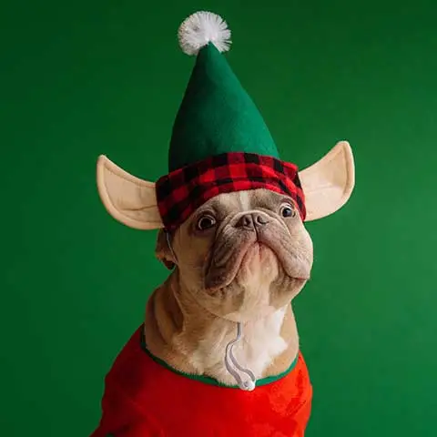 อร่อยสัตว์ โซจู เพ็ท ช็อป