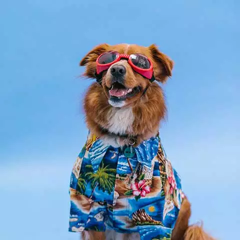 อร่อยสัตว์ โซจู เพ็ท ช็อป